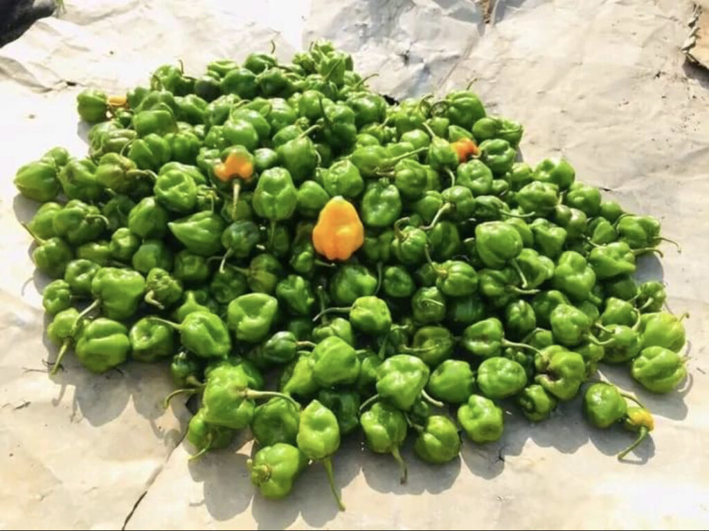 Cultivateur - Ben Fredari