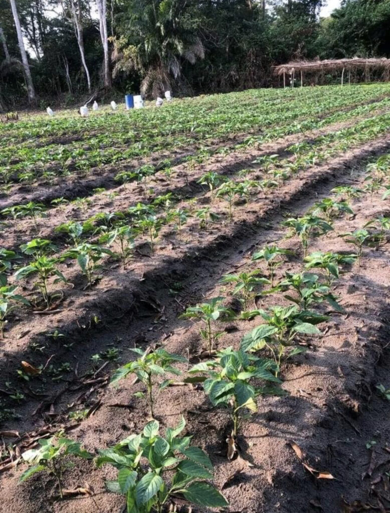 Cultivateur - Bindza Ngoma