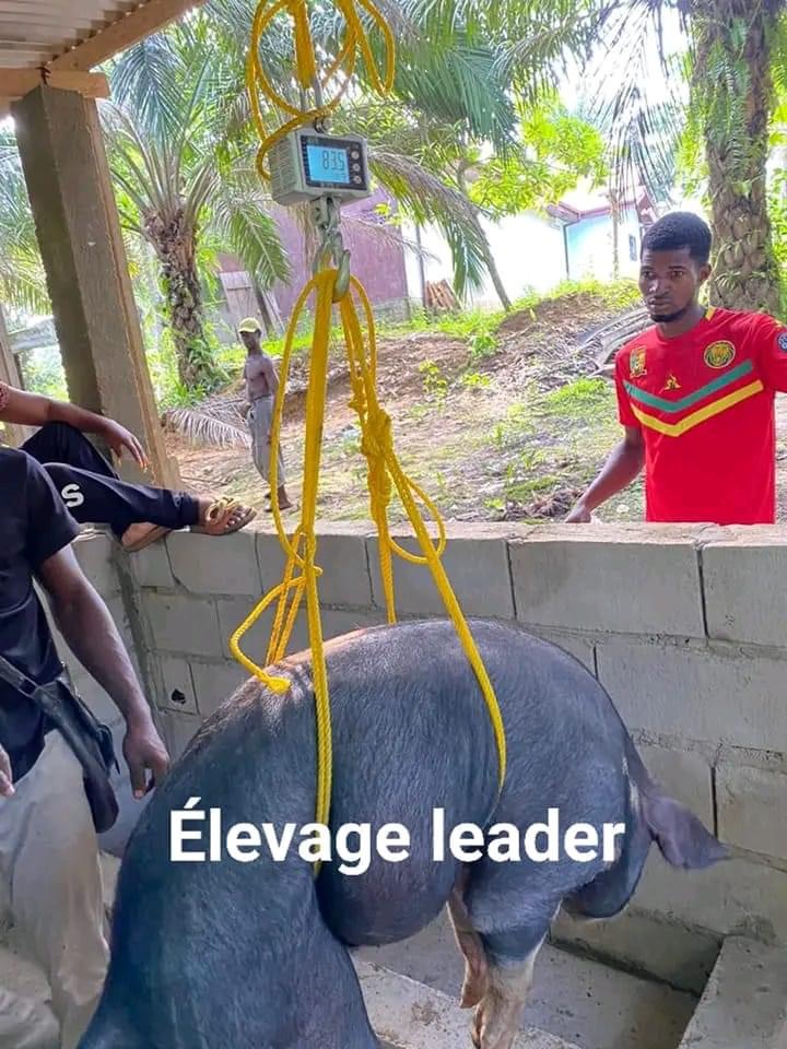 La ferme du peuple 241 abattage en ligne