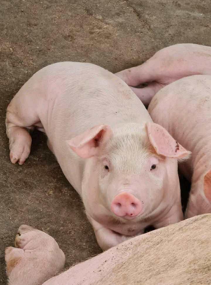 La ferme du peuple 241 abattage en ligne