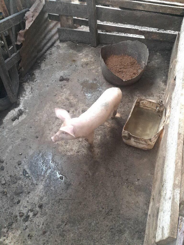 La ferme du peuple 241 abattage en ligne