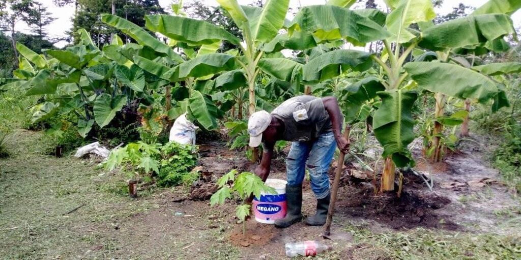 Plateforme des jeunes agriculteurs Gabonais