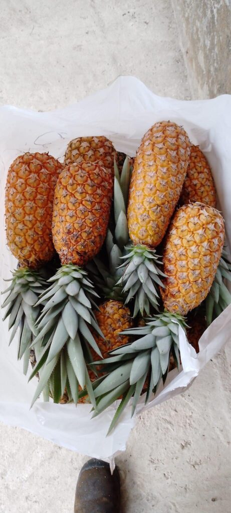 Plateforme des jeunes agriculteurs Gabonais